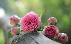 roses, pink roses, petals-1687884.jpg